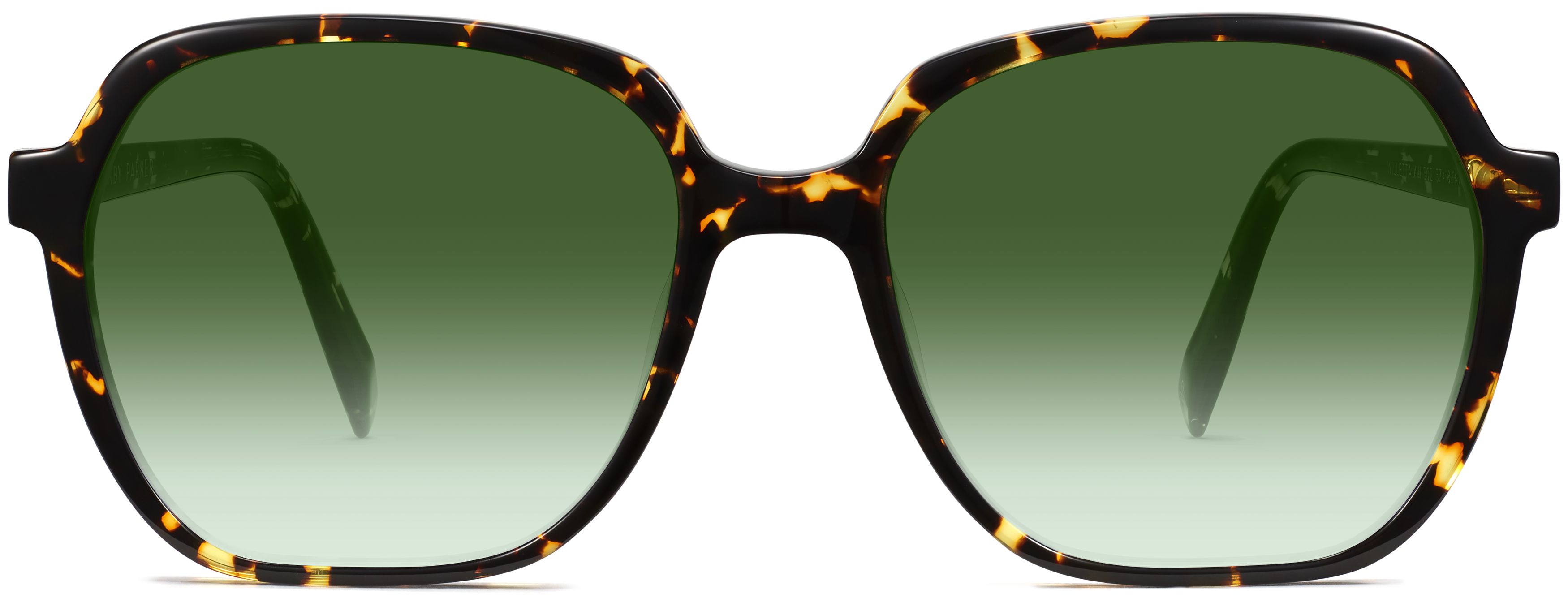 Willetta Black Oak Tortoise, front view