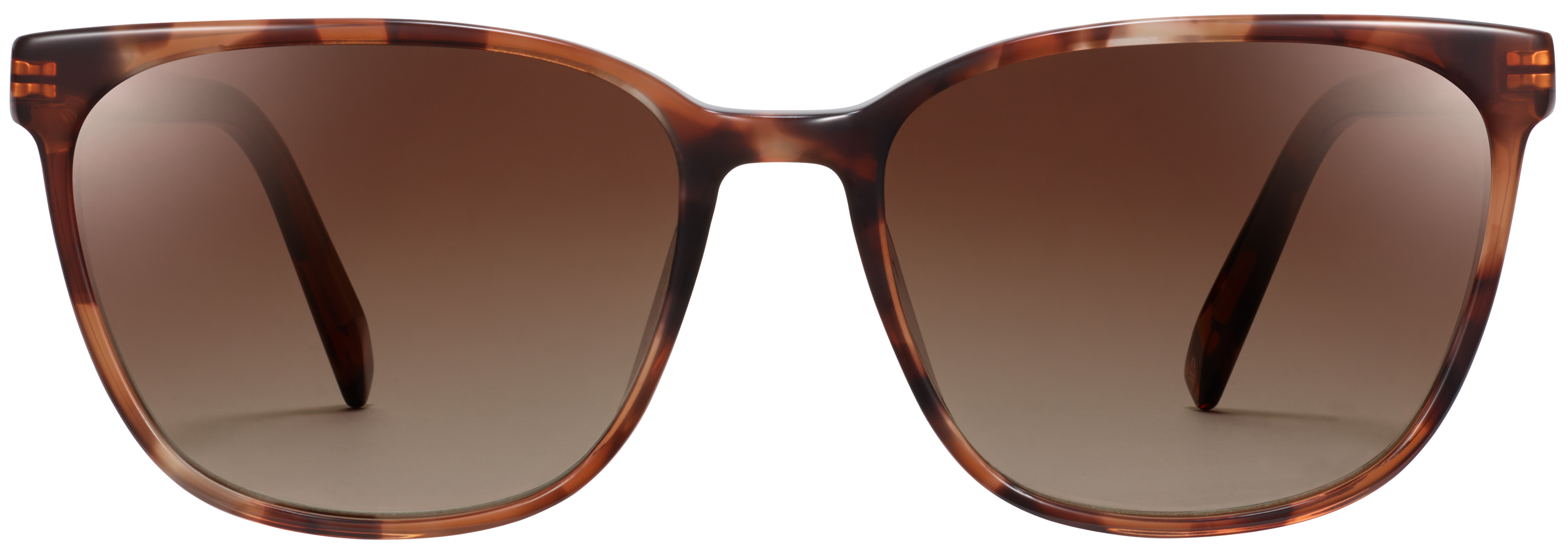 Esme Sesame Tortoise, baseTransparent view