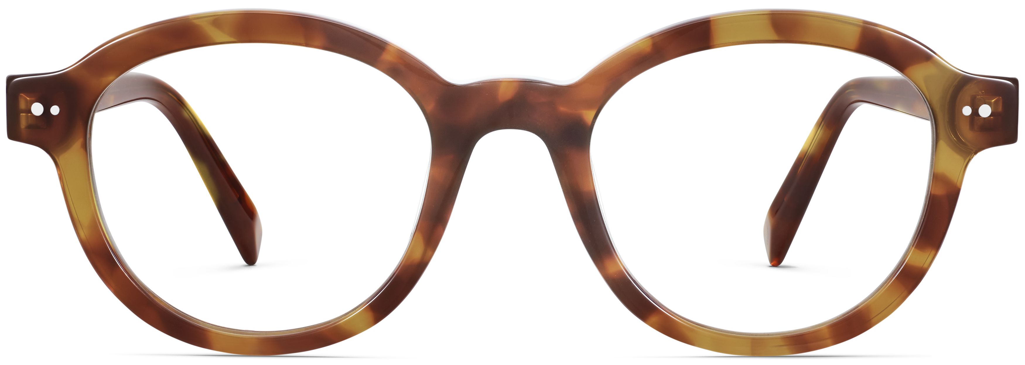 Bingley Saddle Tortoise, front view