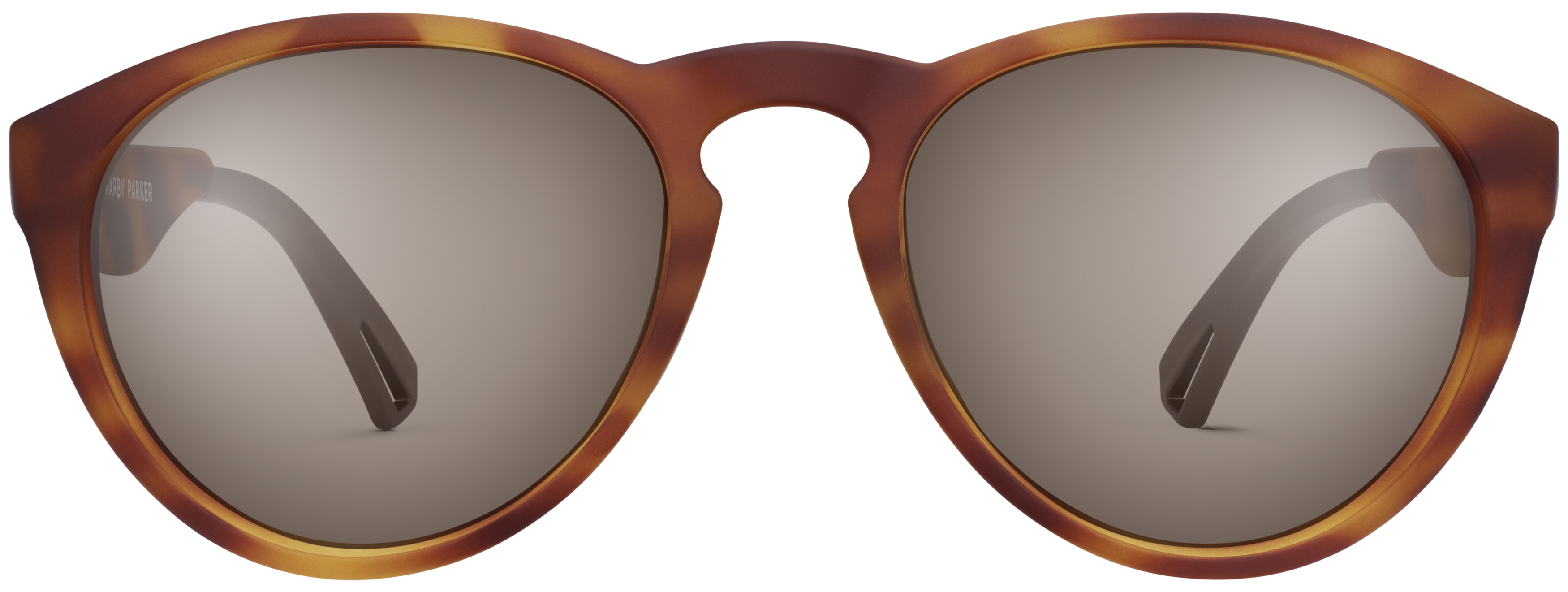 River Sapwood Tortoise, baseTransparent view