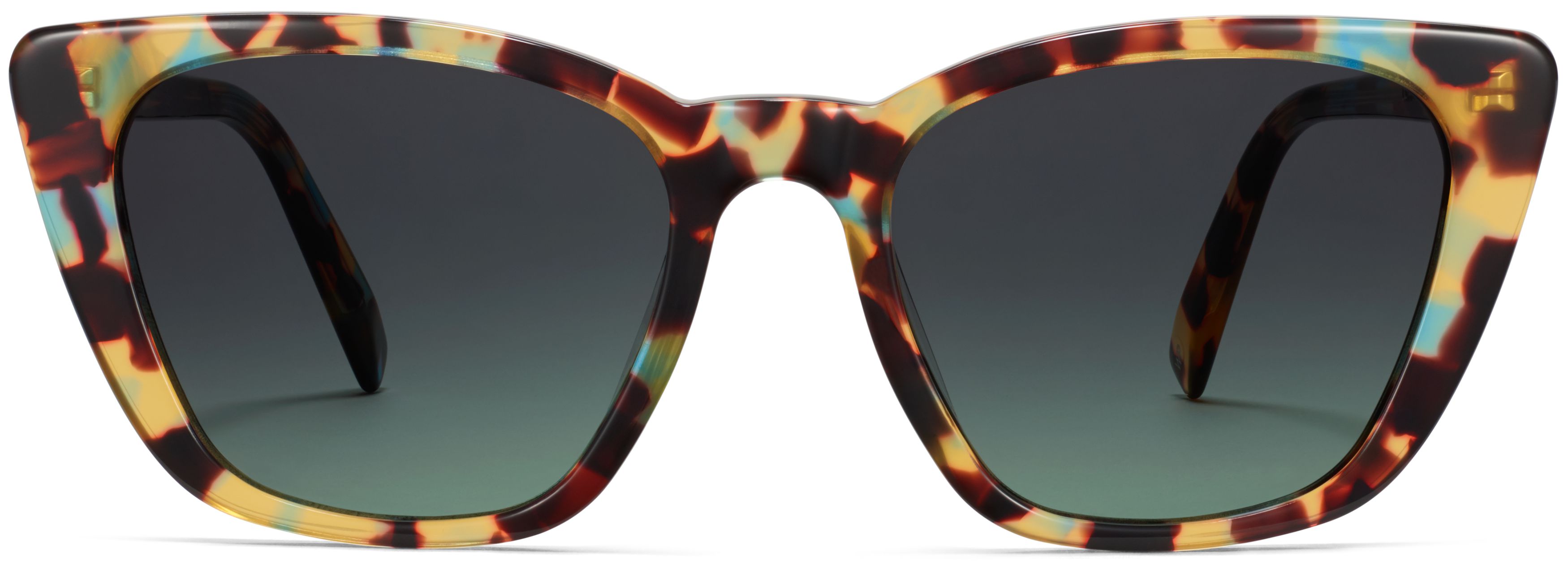 Janelle Seashore Tortoise, front view